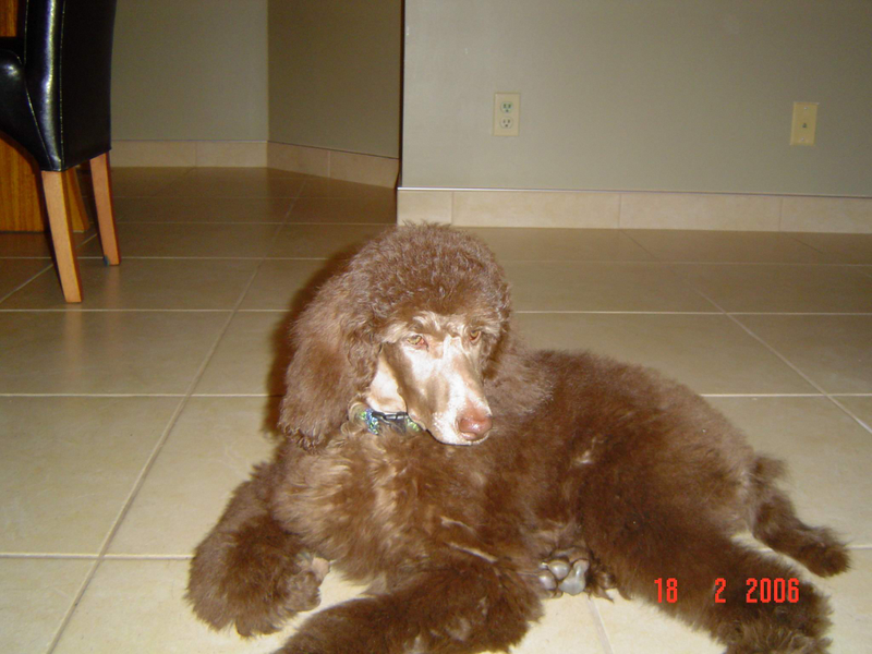 Illustration for article titled Fur Face Friday - Truck Poodle